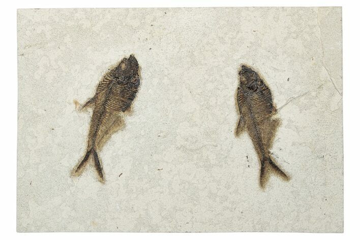 Multiple Fossil Fish (Diplomystus) Plate - Wyoming #233908